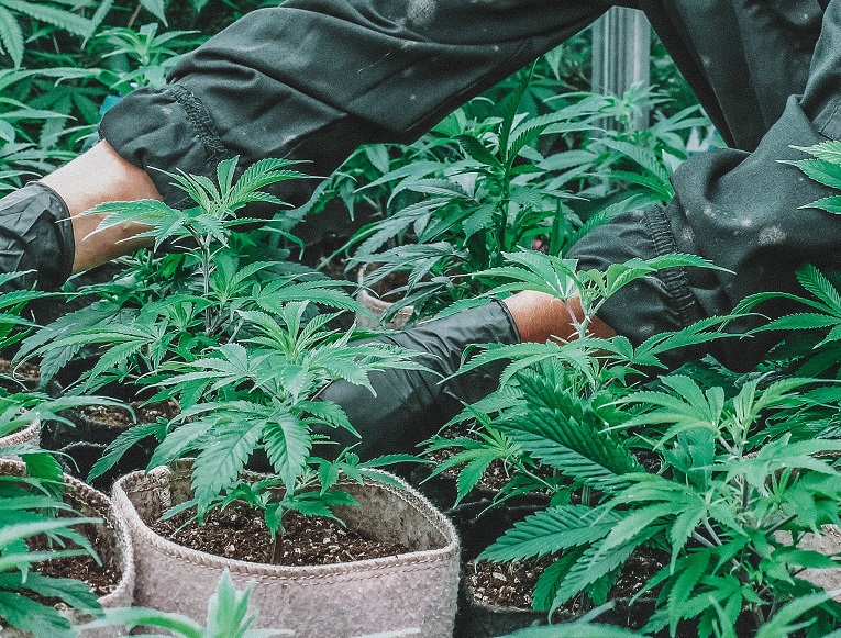 Schleidt Works launches Connecticut Cannabis Capital LLC